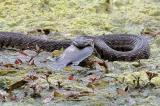Hobby Photographer Captures Shocking Shots of Big Texas Snake 