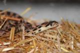 Snake found in Okanagan home not sleepy kept snuggly at wildlife 
