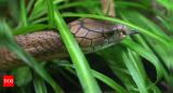 30yearold snake catcher dies of cobra bite in UP