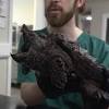 Alligator snapping turtle