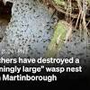 Huge wasp nest