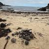 Sydney beaches closed